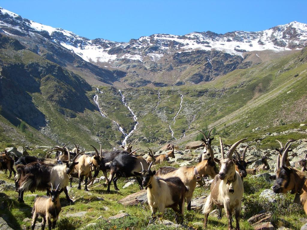 Alpina Residence Naturns Dış mekan fotoğraf